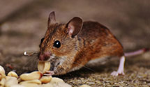 24 Hour & Emergency Exterminators in Buckeye, IA